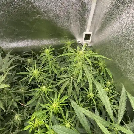 Divine Seeds Auto Fractal