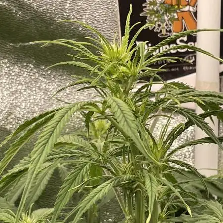 Divine Seeds Auto Fractal