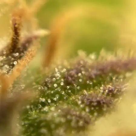 Divine Seeds Auto Fractal