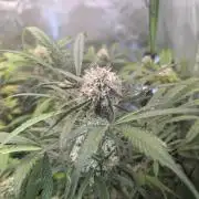 🧔💸 Pablo Escobar-Divine Seeds