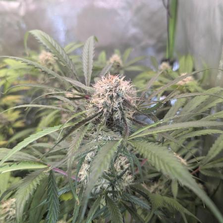 🧔💸 Pablo Escobar-Divine Seeds