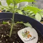Divine Seeds Auto Black Opium #2