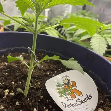 Divine Seeds Auto Black Opium #2