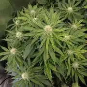 🛸Milky Way F1 RQS🦁