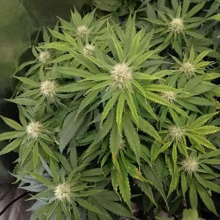 🛸Milky Way F1 RQS🦁