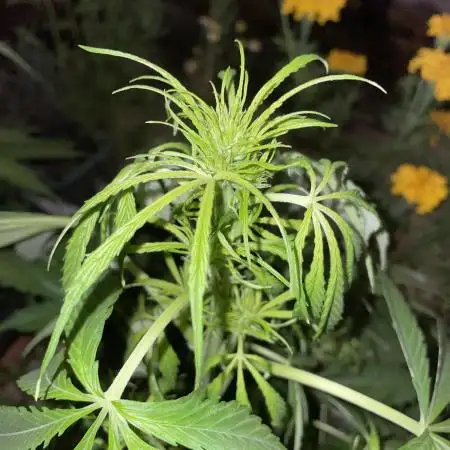 Divine Seeds Auto Black Opium #2