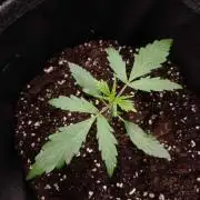 🧠💭Amnesia Haze Auto RQS🦁