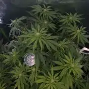 🧠💭Amnesia Haze Auto RQS🦁