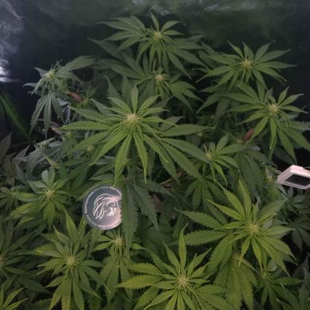 🧠💭Amnesia Haze Auto RQS🦁