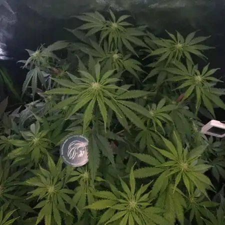 🧠💭Amnesia Haze Auto RQS🦁