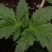 Eternity Grow Cup Sticky Broccoli🥦