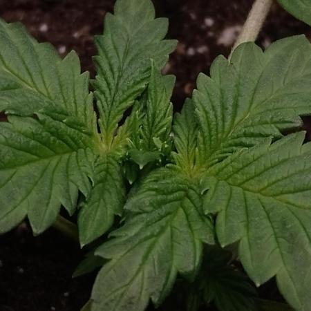 Eternity Grow Cup Sticky Broccoli🥦