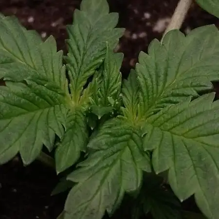 Eternity Grow Cup Sticky Broccoli🥦