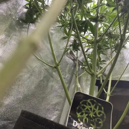 Divine Seeds Auto Northern Light