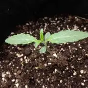 👑🦍Royal Gorilla Auto RQS🦁