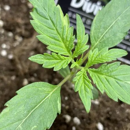 Divine Seeds Auto Northern Light #2