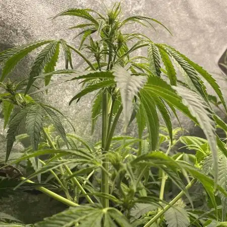 Divine Seeds Auto Black Opium