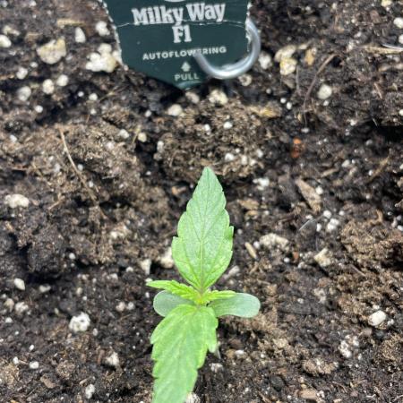 🛸Milky Way F1 RQS🦁