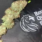🛸Milky Way F1 RQS🦁