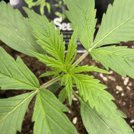 Divine Seeds Auto Fractal
