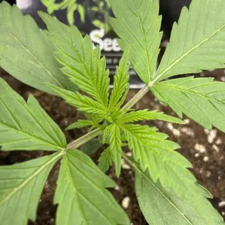 Divine Seeds Auto Fractal