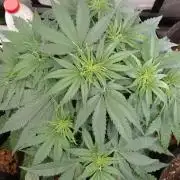 🛸Milky Way F1 RQS🦁