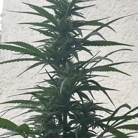 Divine Seeds Auto Fractal #2