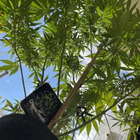 Divine Seeds Auto Fractal #2
