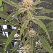 OpiumAuto💣DivineSeeds