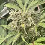 Divine Seeds Auto Northern Light