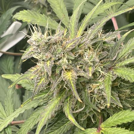 Divine Seeds Auto Northern Light