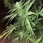 Divine Seeds Auto Northern Light #2