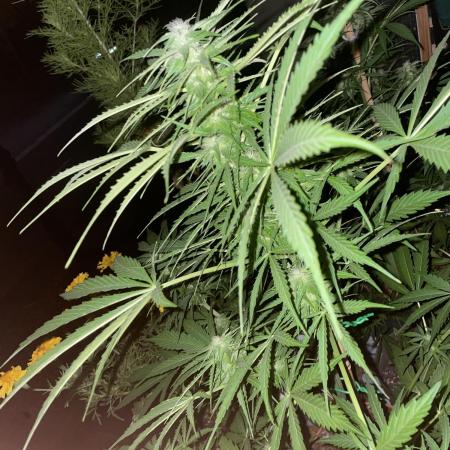 Divine Seeds Auto Northern Light #2