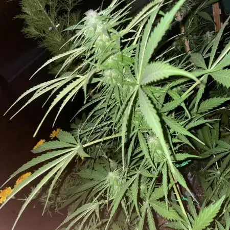 Divine Seeds Auto Northern Light #2