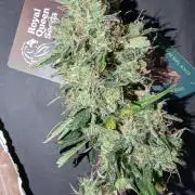 😈🍋Purple Lemonade auto - RQS🦁