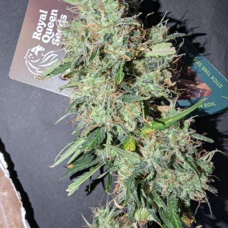 😈🍋Purple Lemonade auto - RQS🦁