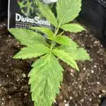 Divine Seeds Auto Black Opium