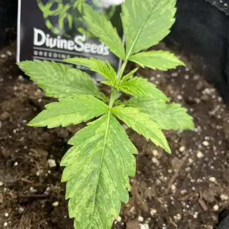 Divine Seeds Auto Black Opium