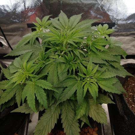 🛸Milky Way F1 RQS🦁