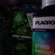 Eternity Grow Cup Sticky Broccoli🥦