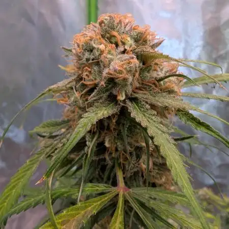 🧔💸 Pablo Escobar-Divine Seeds