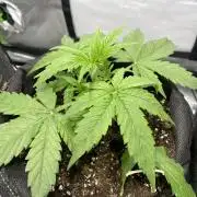 🛸Milky Way F1 RQS🦁