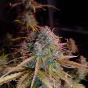 🧠💭Amnesia Haze Auto RQS🦁