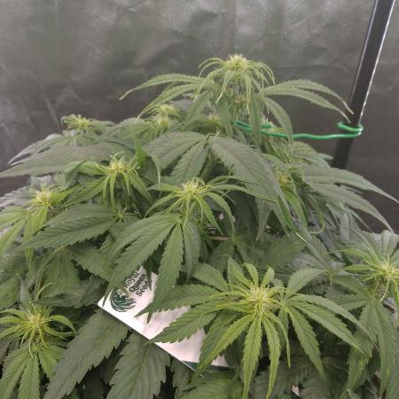 🛸Milky Way F1 RQS🦁