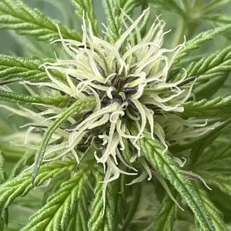 Divine Seeds Auto Black Opium #2
