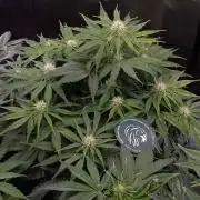 🛸Milky Way F1 RQS🦁