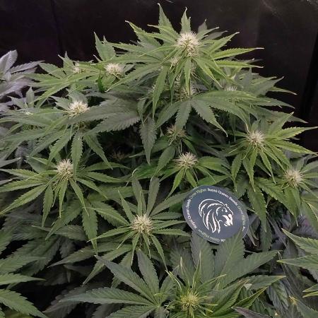 🛸Milky Way F1 RQS🦁