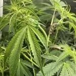 Divine Seeds Auto Black Opium
