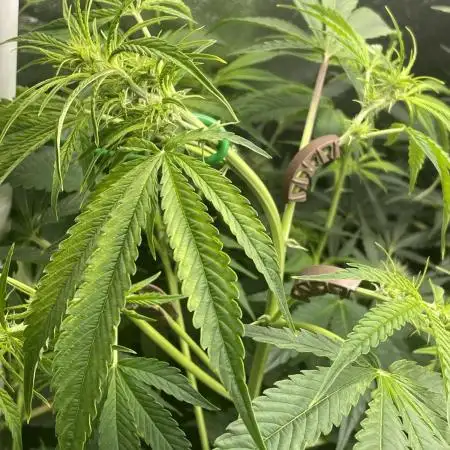 Divine Seeds Auto Black Opium