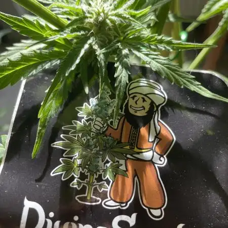 Divine Seeds Auto Northern Light #2